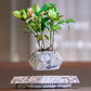 Elegant Levitating Planter for Home Décor TrendyZone